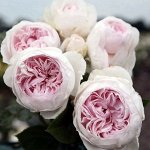 Роза Герцогиня Кристина (Флорибунда)