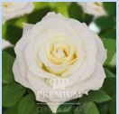 Белиссимо Толко восхищение и восторг! Цветок ослепительно белоснежного цвета. Бокал долго держит форму.  Высота куста 60 - 90 см. Обильно цветет, на одном кусте формируется 35-40 бутонов. Радует красо