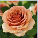 Камея Изумительная необычная окраска цветка: лепестки розово-персикового цвета словно посыпаны серебристой пудрой, у основания лепестки имеют лаймовую окраску. По мере цветения окраска становится еще 