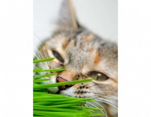 Трава Для кошек (ЧБ) 5гр.