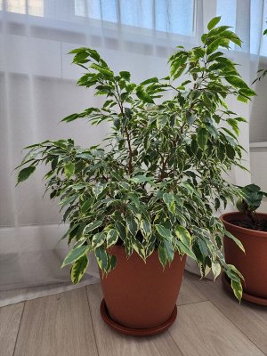 Продам фикус