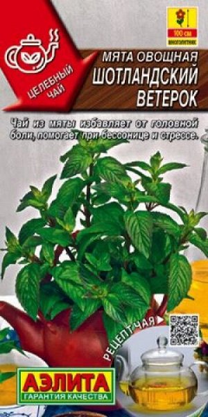 Мята Шотландский ветерок (Код: 88206)
