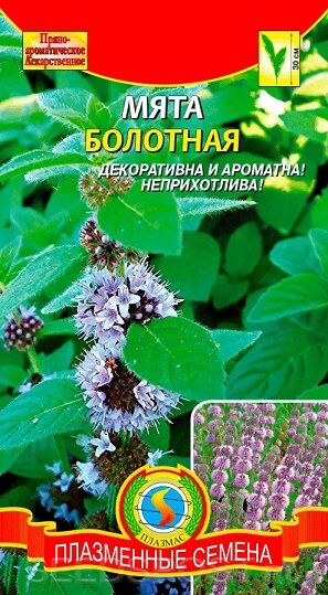 Мята Болотная (Код: 92216)