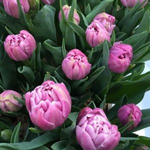 Катинка Махровые поздние тюльпаны - имеют густомахровые цветы, внешне напоминающие цветы пионов, поэтому их часто называют пионовидными. Махровые поздние тюльпаны имеют крепкие цветоносы высотой 45-60