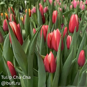 Сорт Ча ча На луковицах, по 20шт.
Тюльпан Cha Cha Cha — абсолютная новинка.
Цвет цветка лилово — розовый со светлой каймой. Форма округлая, удлиненная.