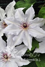 Clematis hybriden Snow Queen