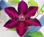 Clematis hybriden Stasik