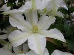 Clematis hybriden Roko-Kolla