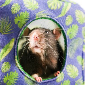 Домик-гамак подвесной из фетра Bambini Pets «Куб» для грызунов и хорьков 16*16*16 см