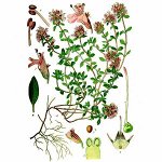 Эфирное масло Тимьяна, Thymus vulgaris ct thujanol 5 мл
