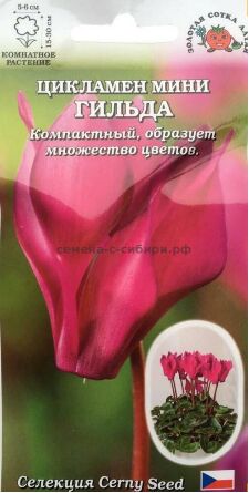 Цветы Цикламен Мини Гильда ЦВ/П (СОТКА) 3шт комнатное
