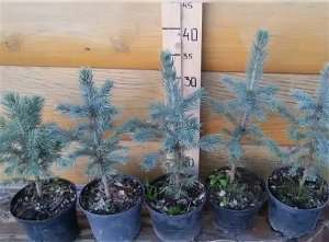 Саженцы Ель мисти блю 10-15 см