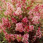 Сирень ред пикси 2х литровый