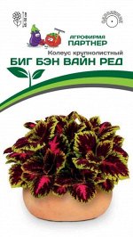 Колеус шлемниковидный крупнолистный Биг Бэн Вайн Ред