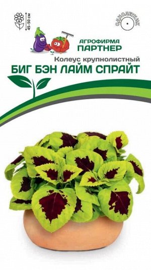 Колеус шлемниковидный крупнолистный Биг Бэн Лайм Спрайт