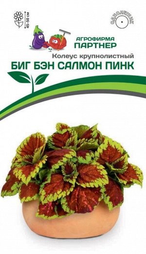 Колеус шлемниковидный крупнолистный Биг Бэн Салмон Пинк