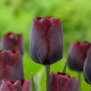 Роналдо Триумф-тюльпаны -  для тюльпанов этого класса характерны крупные бокаловидные цветки, довольно высокие цветоносы (40-70см) и хороший коэффициент размножения. Окраска цветов у тюльпанов этого к