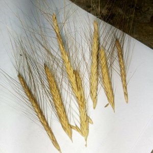 Древнейшая Изначальная Беотийская Пшеница - Triticum Boeoticum