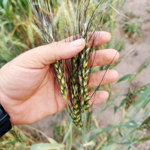 Пшеница Персидская Карталинская - Triticum Carthlicum