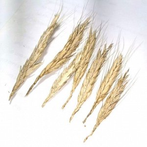 Ассирийская Рожь - Triticum Polonicum