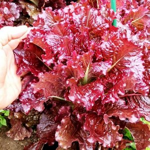 Помидом Салат Кровавая Мэри - Lettuce Bloody Mary
