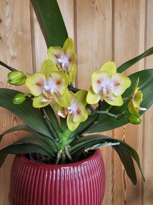 Phalaenopsis Yaphon Green Batman