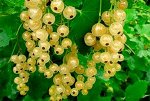 Белая Царица