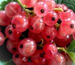 Голландская розовая