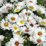 6 Астра Новобельгийская Magic White, укорененные черенки