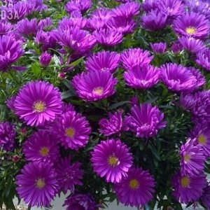 5 Астра Новобельгийская Magic Purple, укорененные черенки