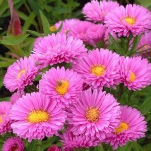 4 Астра Новобельгийская Magic Pink, укорененные черенки
