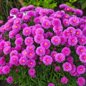 2 Астра HENRU I Pink
