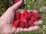 Каскад Делайт
