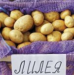 Семенной картофель &quot;Лилея Белорусская&quot;