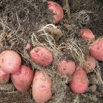 Семенной картофель &quot;Першацвет&quot;