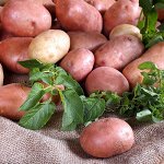 Семенной картофель &quot;Першацвет&quot;