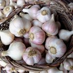 Семенной чеснок  &quot;Уралец&quot;