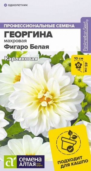 Цветы Георгина Фигаро Белая махровая/Сем Алт/цп 5 шт.