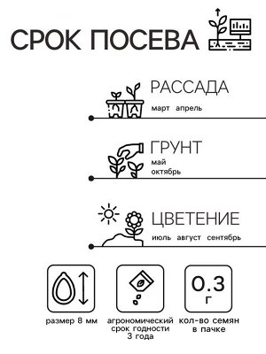 Семена Астра Ковёр Радуга 0.3г*