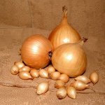 Лук Севок Шетана 8/21 среднеспелый, округлый, желто-коричневый