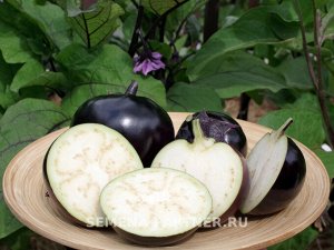Баклажан Лаура / Сорт