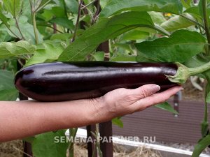 Баклажан Каратая F1