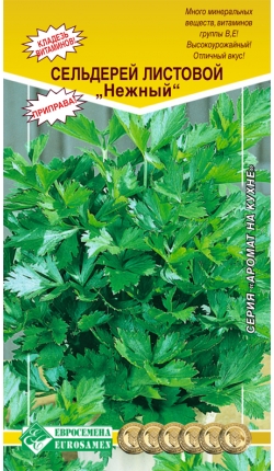 Стебель черешкового сельдерея. Лук сельдерей. Сельдерей листовой фото. Сельдерей листовой сенеж. Сельдерей листовой.