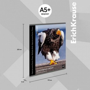 Тетрадь 48 листов в клетку ErichKrause "Красная книга РФ. Птицы", глянцевая ламинация, обложка мелованный картон, микс