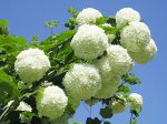 Калина обыкновенная Розеум