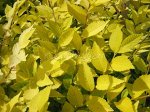 Вяз (Ильм) приземистый Aurea