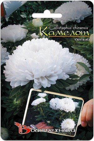 Цветы Астра Камелот Белый ЦВ/П (БИО) 25-30см