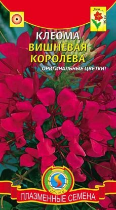 Цветы Клеома Вишнёвая Королева ЦВ/П (ПЛАЗМА) однолетнее до 1м
