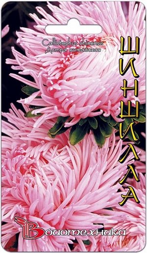 Цветы Астра Дракон Шиншилла ЦВ/П (БИО) розовая хризантемовидная до 80см