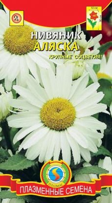 Цветы Нивяник Аляска (ромашка) ЦВ/П (ПЛАЗМА) многолетнее 70-80см